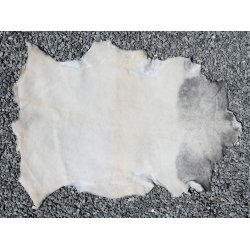 Kortklippet Lammeskind