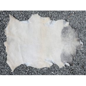 Kortklippet Lammeskind