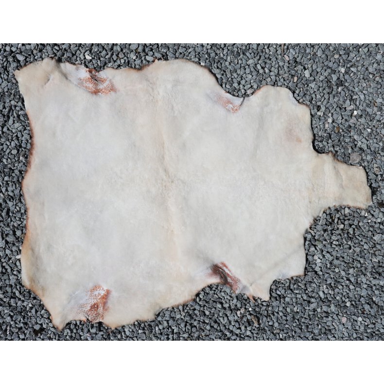 Kortklippet Lammeskind