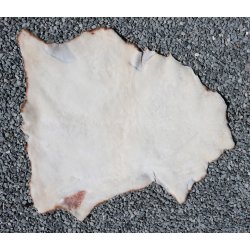 Kortklippet Lammeskind