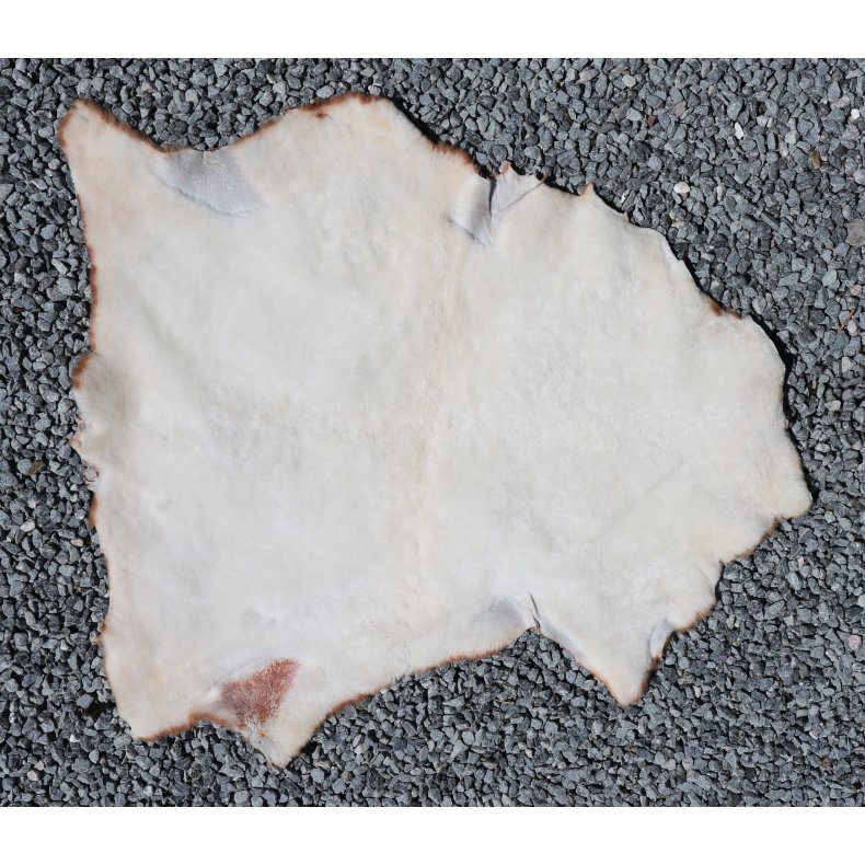 Kortklippet Lammeskind