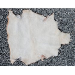 Kortklippet Lammeskind