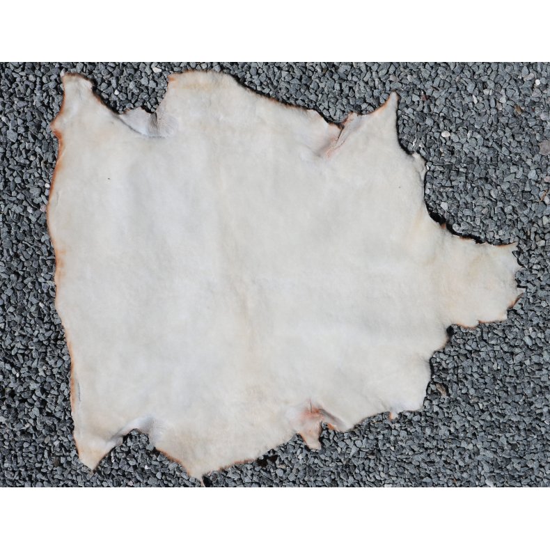 Kortklippet Lammeskind