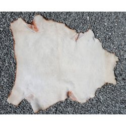 Kortklippet Lammeskind