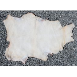 Kortklippet Lammeskind