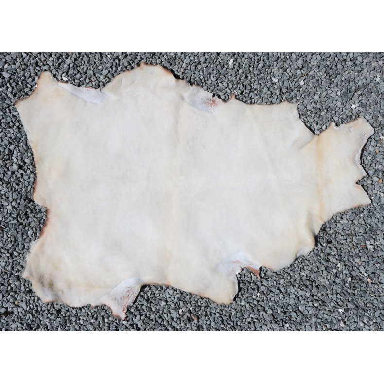 Kortklippet Lammeskind