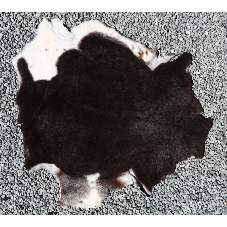 Kortklippet Lammeskind