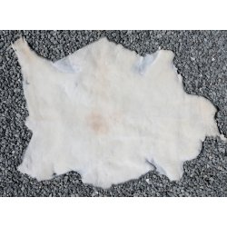 Kortklippet Lammeskind