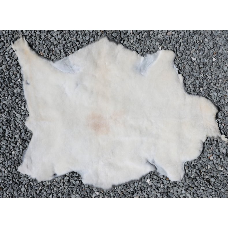 Kortklippet Lammeskind