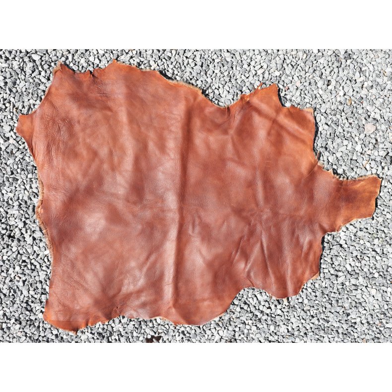 Kortklippet Lammeskind